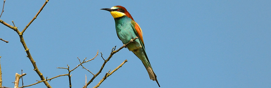 Čebelar (Merops apiaster)