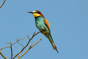 Čebelar (Merops apiaster)
