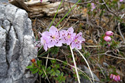 Slečnik