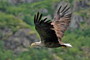 White-tailed eagle