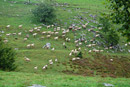 Sheep farming