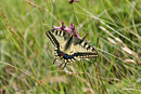 The Swallowtail