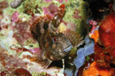 Velika babica