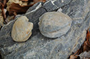 Megalodontid shells