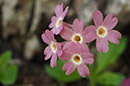 Idrija primrose (Primula x venusta)