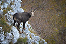Chamois (Rupicapra rupicapra)