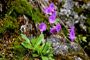 Kranjski jeglič (slovenski endemit)