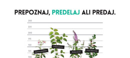 Ali so invazivne tujerodne rastline lahko tudi koristne?