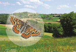 Ptice in metulji suhih ter mokrotnih travnikov v Budincih