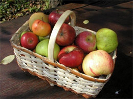 Seznam sadik tradicionalnih sort jabolk in hrušk 2018