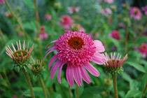 Echinacea pur. 'Pink Double Delight'