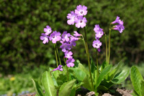 Kranjski jeglič (Primula carniolica)