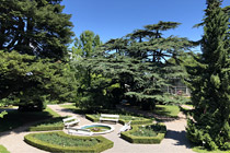 Pogled na sinje libanonsko cedro (Cedrus libani ʹGlaucaʹ)