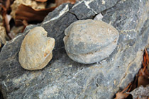 Fosili školjke Triadomegalodon idrianus
