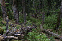 Rajhenavski Rog