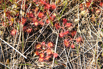 Rosika