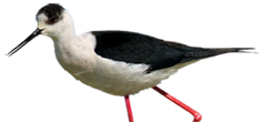 Polojnik