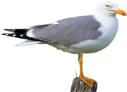 Rumenonogi galeb