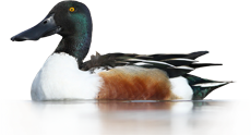 Žlicarica