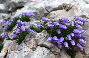 Zavarovane rastline
