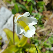 Alpska mastnica