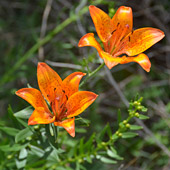 Brstična lilija