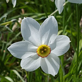 Narcisa