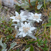 Planika