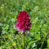 Rdeča murka