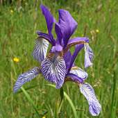 Sibirska perunika