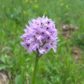 Trizoba kukavica